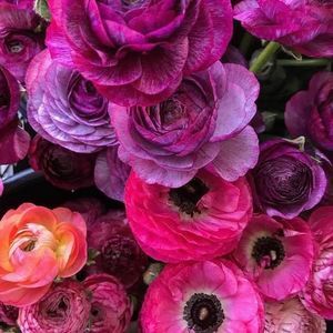 Meet your Posher, Stacy lucas